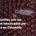 Intoxicados por fentanilo en Colombia