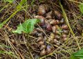 Caracoles africanos especie invasora