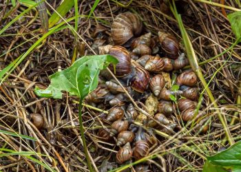 Caracoles africanos especie invasora