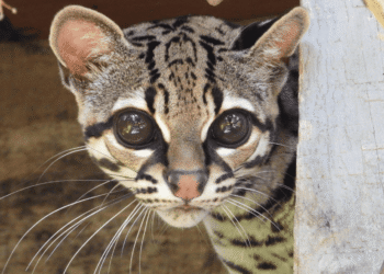 Hermoso ejemplar de margay vuelve a la libertad tras ser rescatado en Bello