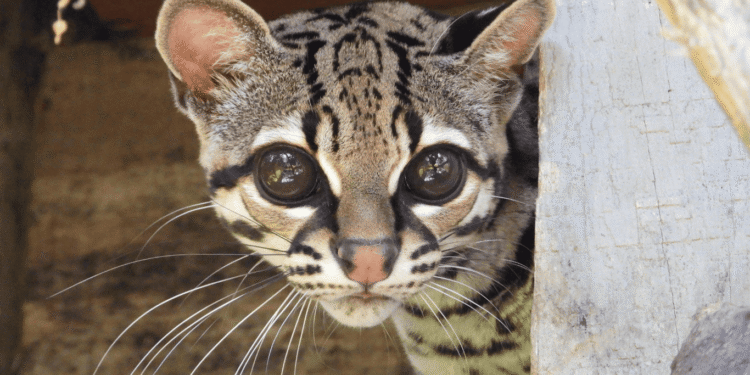 Hermoso ejemplar de margay vuelve a la libertad tras ser rescatado en Bello