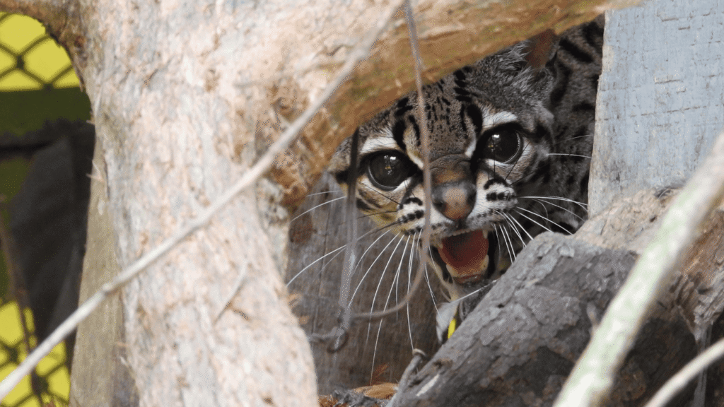 Hermoso ejemplar de margay vuelve a la libertad tras ser rescatado en Bello
