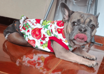 ¿Cómo ayudar a Tokio? La historia de una perrita rescatada que hoy necesita apoyo