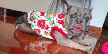 ¿Cómo ayudar a Tokio? La historia de una perrita rescatada que hoy necesita apoyo