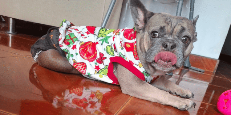 ¿Cómo ayudar a Tokio? La historia de una perrita rescatada que hoy necesita apoyo